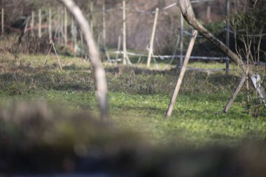 ucelli in volo in capanno di osservazione