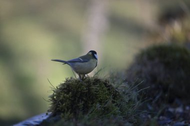 ucelli in volo in capanno di osservazione