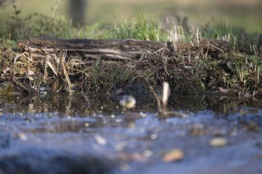 ucelli in volo in capanno di osservazione