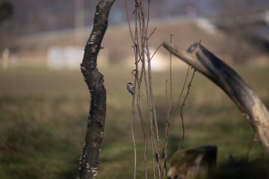 Capanno 'da volo içinde ucelli
