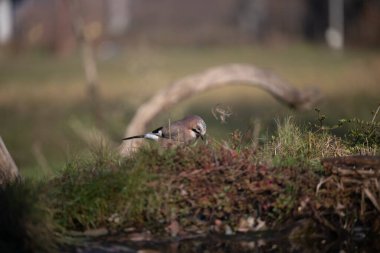 Capanno 'da volo içinde ucelli