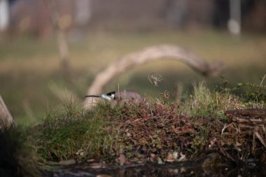 Capanno 'da volo içinde ucelli