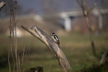Capanno 'da volo içinde ucelli