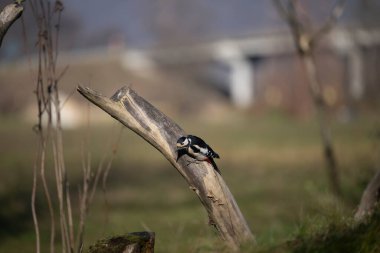 Capanno 'da volo içinde ucelli