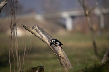 Capanno 'da volo içinde ucelli