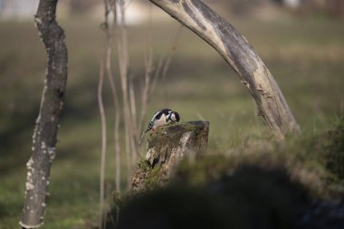 Capanno 'da volo içinde ucelli