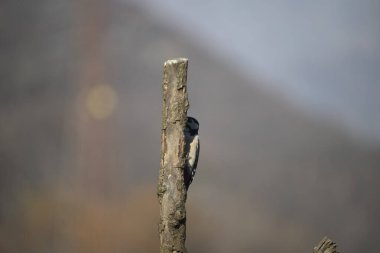 Capanno 'da volo içinde ucelli