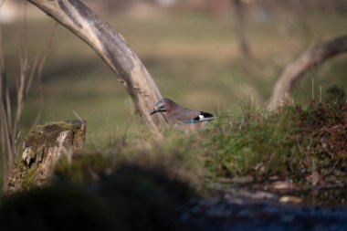 Capanno 'da volo içinde ucelli