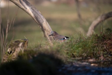 Capanno 'da volo içinde ucelli