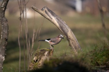 Capanno 'da volo içinde ucelli