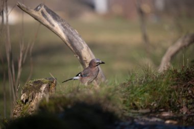 Capanno 'da volo içinde ucelli