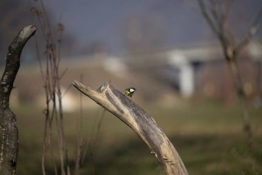 Capanno 'da volo içinde ucelli