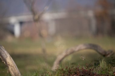 Capanno 'da volo içinde ucelli