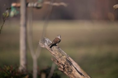 Capanno 'da volo içinde ucelli