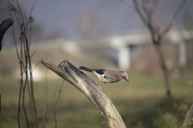 Capanno 'da volo içinde ucelli