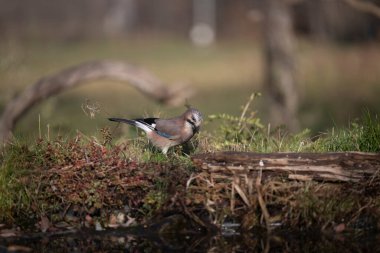 Capanno 'da volo içinde ucelli