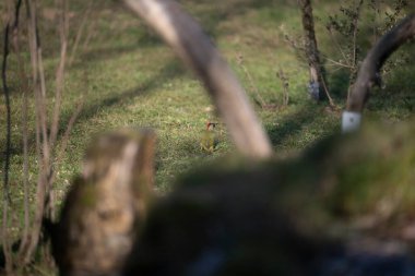 Capanno 'da volo içinde ucelli