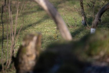 Capanno 'da volo içinde ucelli