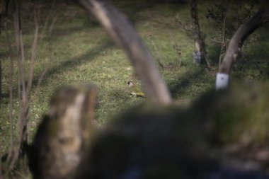 Capanno 'da volo içinde ucelli