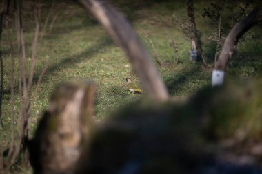 Capanno 'da volo içinde ucelli