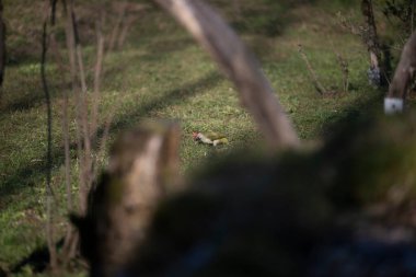 Capanno 'da volo içinde ucelli