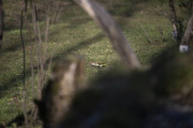 Capanno 'da volo içinde ucelli