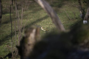 Capanno 'da volo içinde ucelli