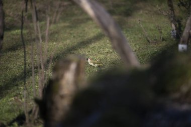 Capanno 'da volo içinde ucelli