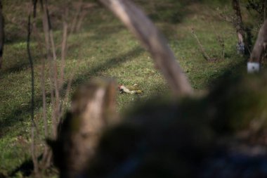Capanno 'da volo içinde ucelli