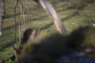 Capanno 'da volo içinde ucelli