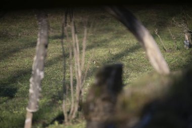 Capanno 'da volo içinde ucelli