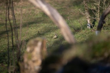 Capanno 'da volo içinde ucelli