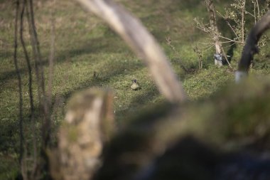 Capanno 'da volo içinde ucelli