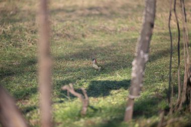Capanno 'da volo içinde ucelli