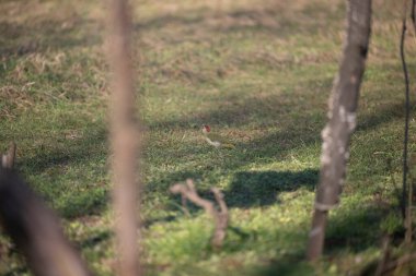 Capanno 'da volo içinde ucelli