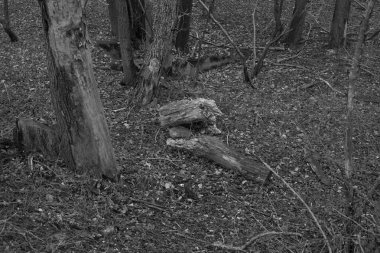 Piedmont 'ta sonbahar manzaraları