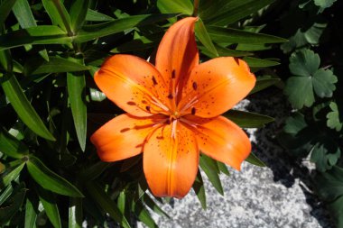 Parkta kırmızı zambak çiçekleri