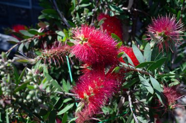 Kırmızı ama butan ağacının çiçeği.