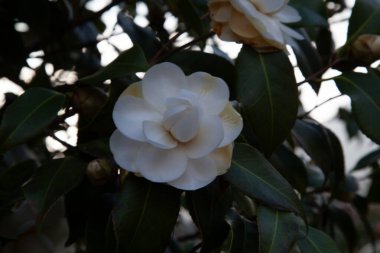 Bahçede beyaz çiçekler