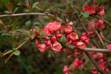 Bahçedeki güzel pembe çiçekler