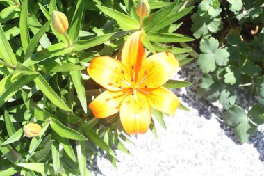 Bahçedeki zambak çiçeği