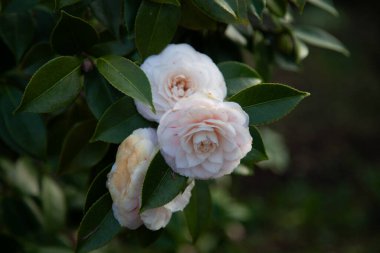 Bahçedeki güzel çiçekler