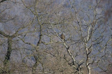 Ağaç dalları, bitki örtüsü.