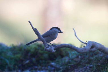 great tit ( parus major )