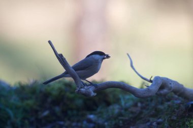 great tit ( parus major )