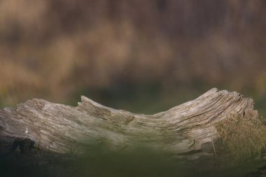 eski ahşap doku, doğal arka plan