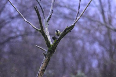 Ağaç dalları flora ve vahşi yaşam, ağaç ve hayvan