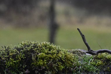 Doğanın güzel manzarası