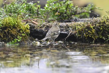 Hause içerisindeki yaygın kırmızı başlat kuşu
