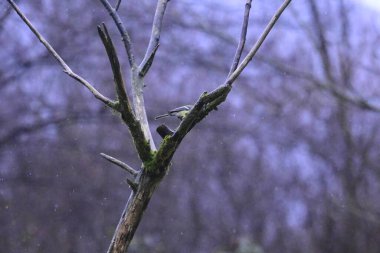 Ormandaki ağaç dalları